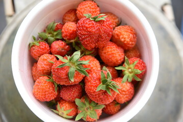Harvesting strawberries in the vegetable garden. It is planted in October and blooms in March of the following year and is harvested from May to June.