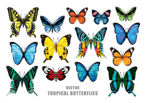 Tropical butterflies set. Vector isolated elements on the white background.