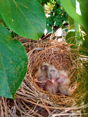 baby birds nest