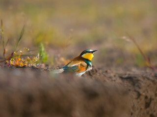 Bee eater