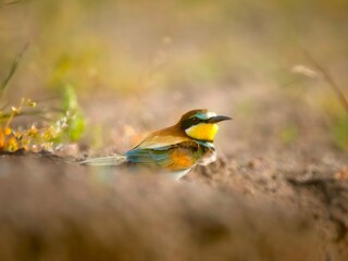 Bee eater