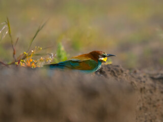 Bee eater