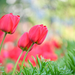 Bright red tulip flowers blooming on outdoor flowerbed on sunny spring day