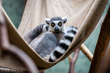 Ein Lemur im Zoo