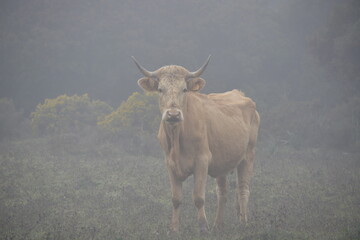 VACA