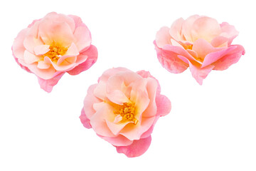 collection pink roses flowers isolated on white