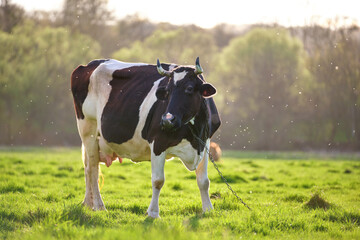Milk cow grazing on green farm pasture on summer day. Feeding of cattle on farmland grassland