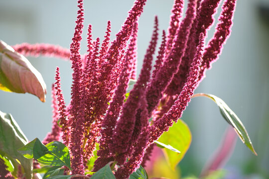 Indian red amaranth plant growing in summer garden. Leaf vegetable, cereal and ornamental plant, source of proteins and amino acids