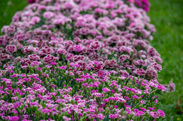 Lots of clove pink carnation flowers blossoming with green grass in the background