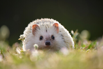 Small african hedgehog pet on green grass outdoors on summer day. Keeping domestic animals and caring for pets concept