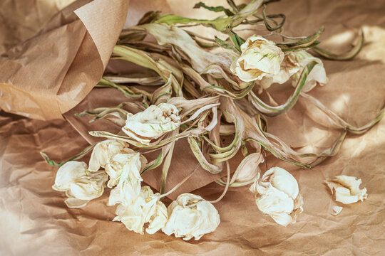 Withered bouquet of white tulips on background of craft wrapping paper