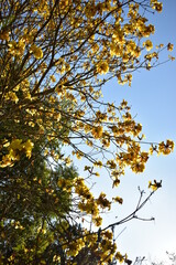 flower, yellow, nature, spring, yellow, flowers, plant, tree, blossom, sky, field, summer, meadow, garden, blue, branch, bloom, agriculture, season, flowering, blooming, grass, bright, mimosa, beauty,