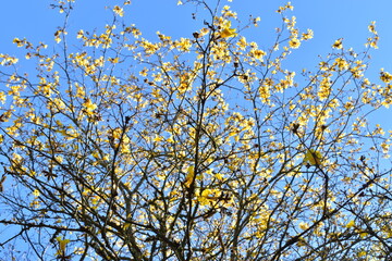 flower, yellow, nature, spring, yellow, flowers, plant, tree, blossom, sky, field, summer, meadow, garden, blue, branch, bloom, agriculture, season, flowering, blooming, grass, bright, mimosa, beauty,