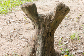 felled tree stump in the park