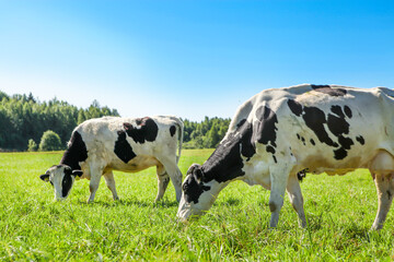 Two black and white cows graze on a green meadow with lush grass, in clear sunny weather, against a blue sky.