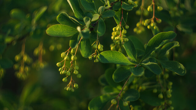 green leaves and buds on a barberry bush