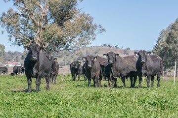 heard of angus cows
