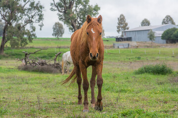 Obraz premium horse in a field