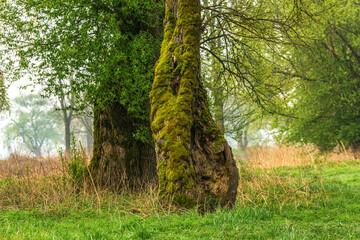 Portrait of an old tree in a forest in early spring outdoors