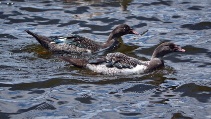 Ducks swimming in Lago San Pablo outside of Otavalo, Ecuador