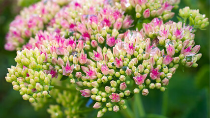 Obraz premium Bright fall floral nature background with blooming pink sedum (stonecrop) flowers .Indian summer. Sunny day.