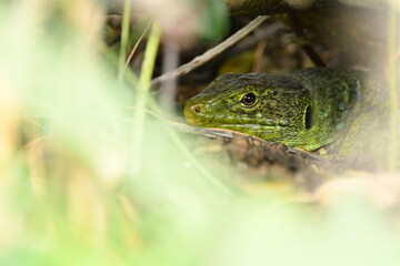LAGARTO