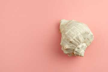 Beautiful sea shell on pink background.Travel concept.Copy space .Top view
