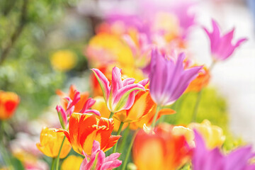 CLose-up portrait of colorful tulips in a flowerbed in spring outdoors, tulipa
