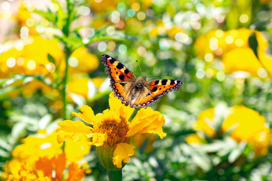 Beautiful summer photo .Butterfly on yellow flower .Aglais urticae.Bright postcard .Desktop wallpaper .Bokeh