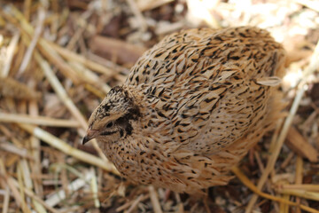 laying quails in species-appropriate husbandry take a sand bath for feather care