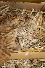 laying quails in species-appropriate husbandry take a sand bath for feather care