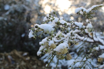 Snow at Monterrey 