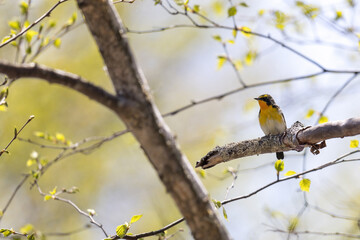 枝にとまるキビタキ