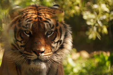 TIGRE