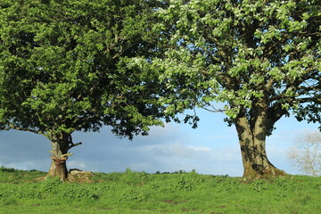 Hornbeam and Hawthorn trees with blooming leaves, side-by-side in fieldin rural Ireland