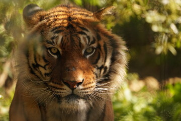 TIGRE