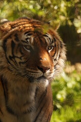 TIGRE
