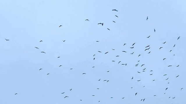 flock of starling birds swooping in the sky flock swirl in group birds background with copy space 