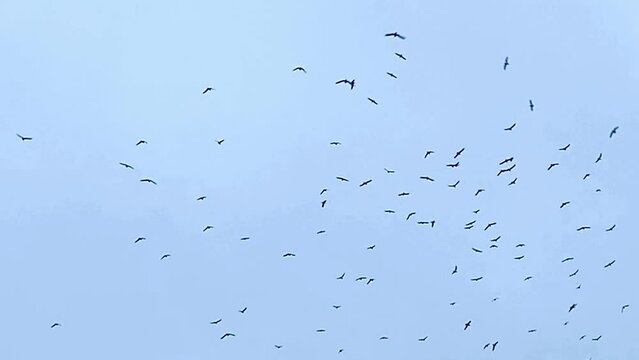 flock of starling birds swooping in the sky flock swirl in group birds background with copy space 