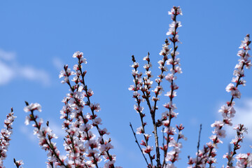 Blooming pink cherry branches on a blue sky background.