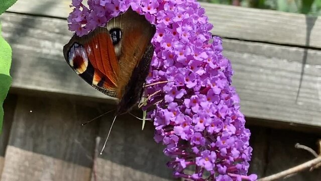 Butterfly peacock, on buddleia pink flower, the Peacock is a common UK butterfly - video footage