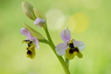 ORQUIDEA