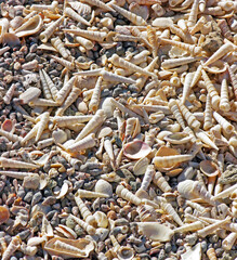 Sea Shells Galore - Close up of a seaside home landscaped with sea shells - Sea of Cortez, Mexico