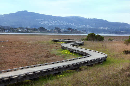 Morro Bay Estuary. Wooden boardwalk over marsh wetlands. Los Osos, California in the distance. Grasses and a few yellow wildflowers near raised wooden walkway