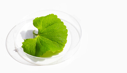 Fresh leaf of gotu kola in petri dish on white background.