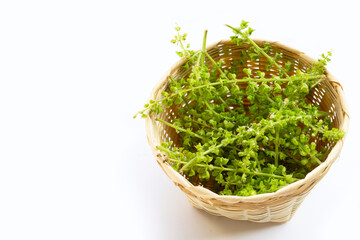 Fresh holy basil flower with leaves on white