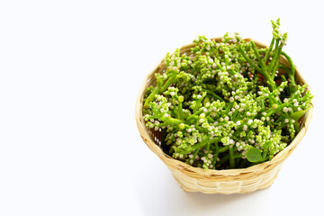 Fototapeta premium Ceylon Spinach flower on white background.