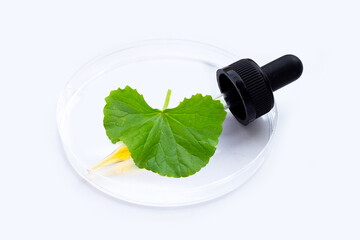 Essential oil with fresh leaf of gotu kola in petri dishes on white background.
