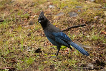 Stellar's Jay