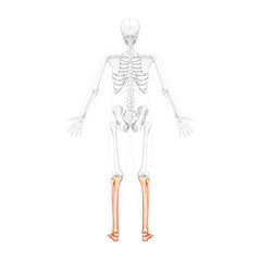 Skeleton leg tibia, fibula, Foot Human back view with two arm open poses with partly transparent bones position. Anatomically correct realistic flat Vector illustration isolated on white background